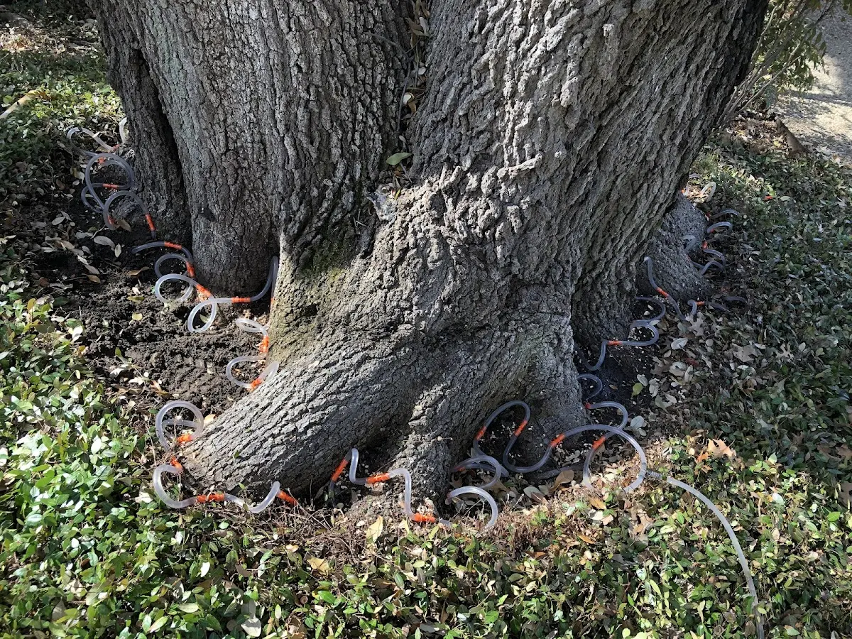 Detailed Tree Cabling and Bracing job site in Grand Tower