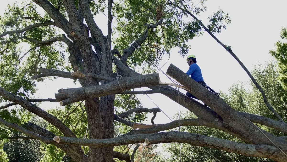 Professional Crown Thinning performed by certified arborists in Grand Tower