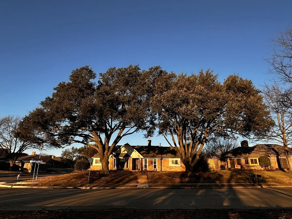 Established residential canopy tree shading a home in Grand Tower